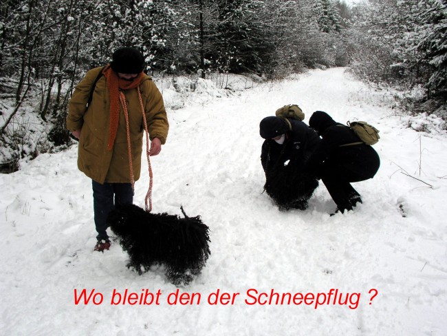 Puli Winterwanderung in Belg Schneepflug