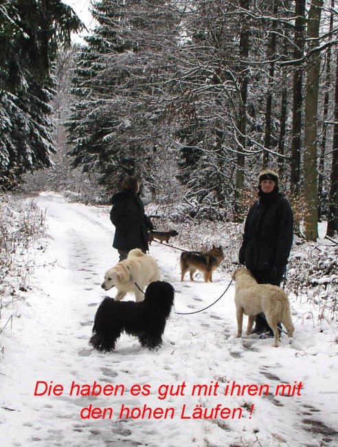 Puli Winterwanderung in Belg Läufe