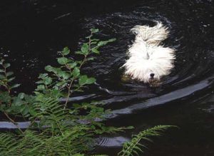 Puli Treffen Haltern im Wasser