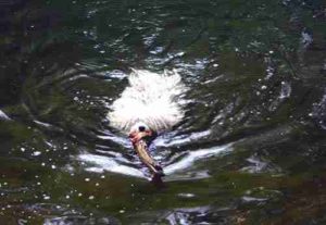 Puli Treffen Haltern Leni im Wasser