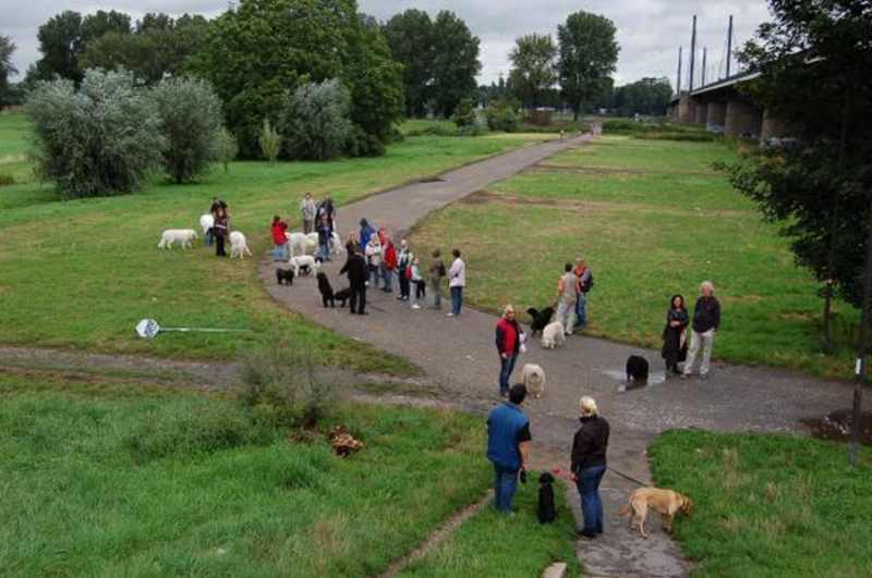 KfuH und PuK auf Puli Spaziergang in Düsseldorf Bild 3
