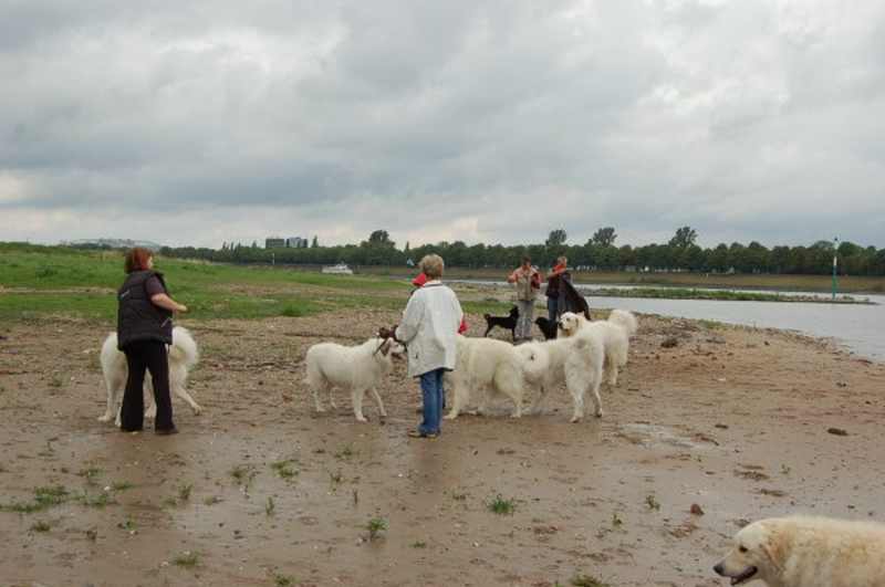 KfuH und PuK auf Puli Spaziergang in Düsseldorf Bild 7