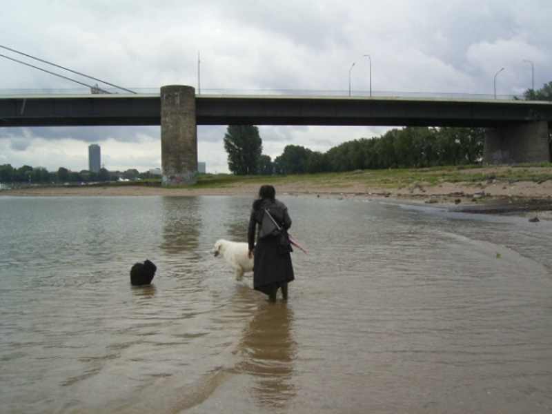 KfuH und PuK auf Puli Spaziergang in Düsseldorf Bild 6