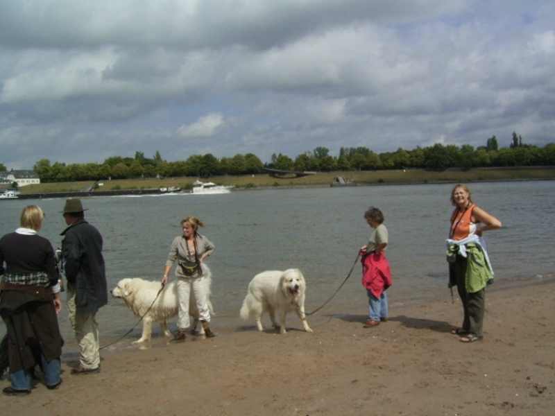 KfuH und PuK auf Puli Spaziergang in Düsseldorf Bild 9