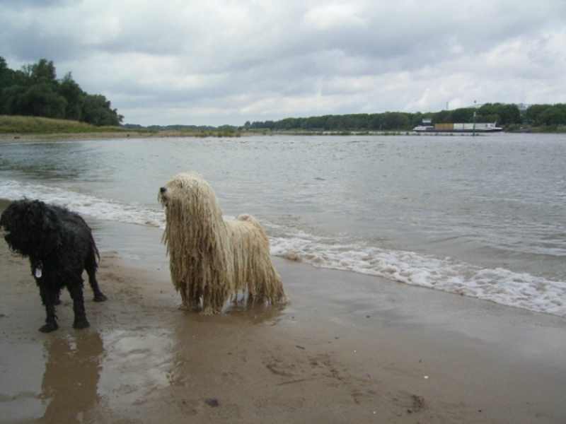 KfuH und PuK auf Puli Spaziergang in Düsseldorf Bild 4