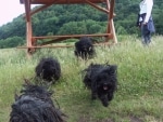 Rassehunde Ausstellung Erfurt Spaß
