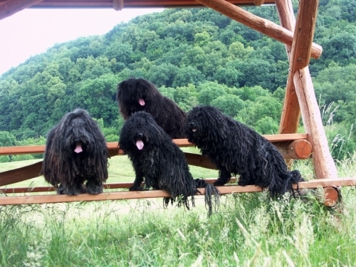 Wir auf der Rassehundeausstellung in Erfurt
