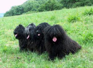Rassehunde Ausstellung Erfurt Thüringen