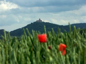 Rassehunde Ausstellung Erfurt