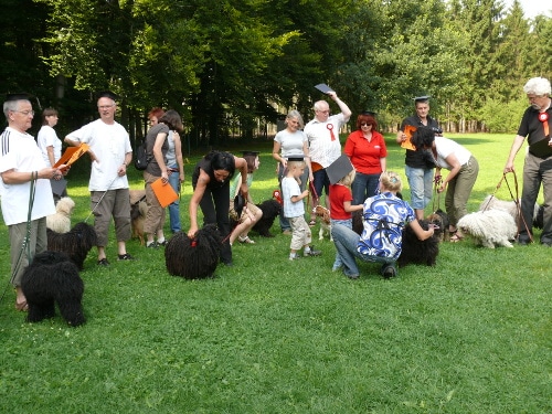 Puli Freunde in Wesel