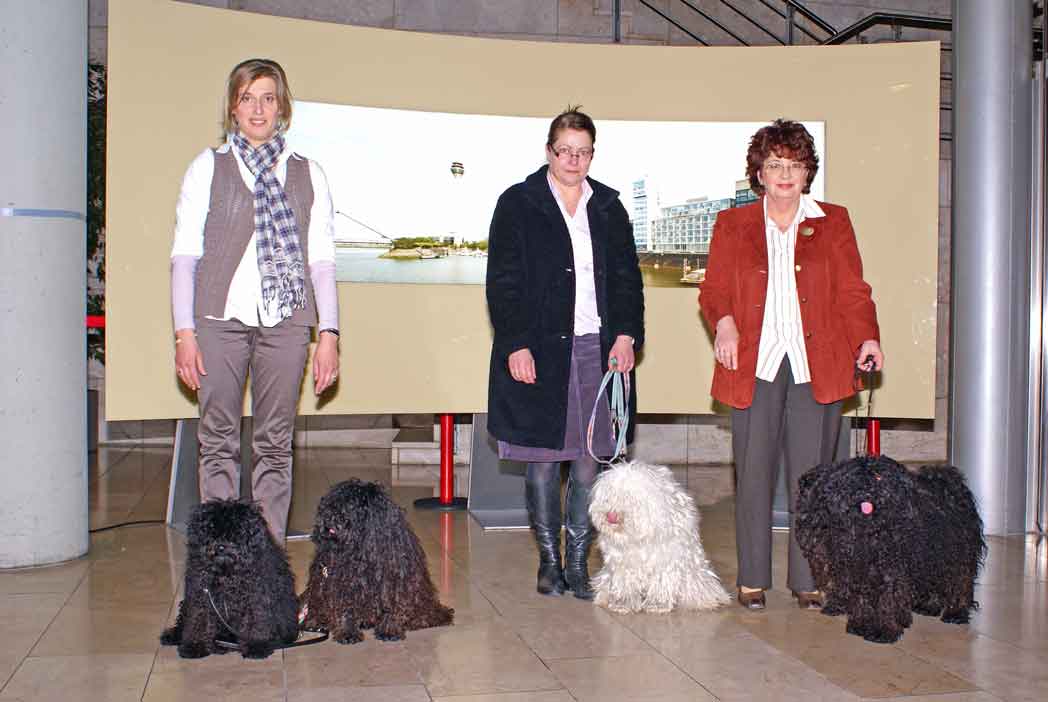 Ein Puli in "Daheim und Unterwegs"