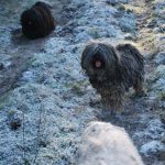 Frühlingsspaziergang Reken 2013