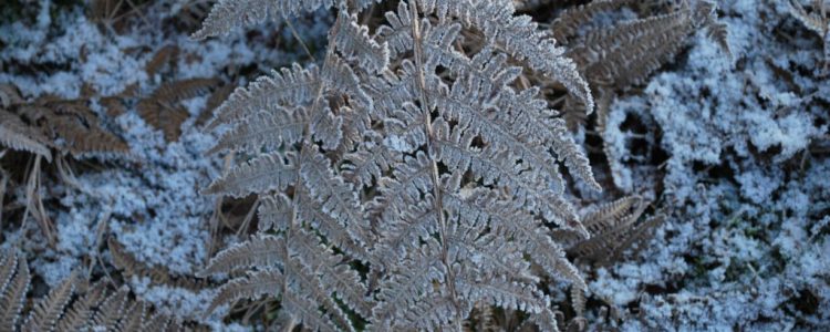 Neujahrsspaziergang 2018 der Landesgruppe West