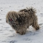 Deckrüde Anoki Kimi Portrait Schnee