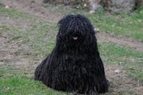 Puli man Escet