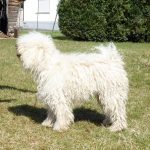 Deckrüde vom Müllersgrund FidoDeckrüde vom Müllersgrund Fido