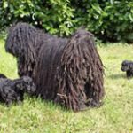 Puli Züchter von Dischers Hoff ody_m_welpen