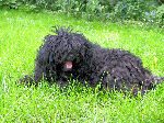 Puli Züchter von Pulindos Inimini