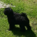Puli Züchter vom Wiembach Etele