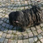 Puli Züchter vom Wiembach Motte schaut