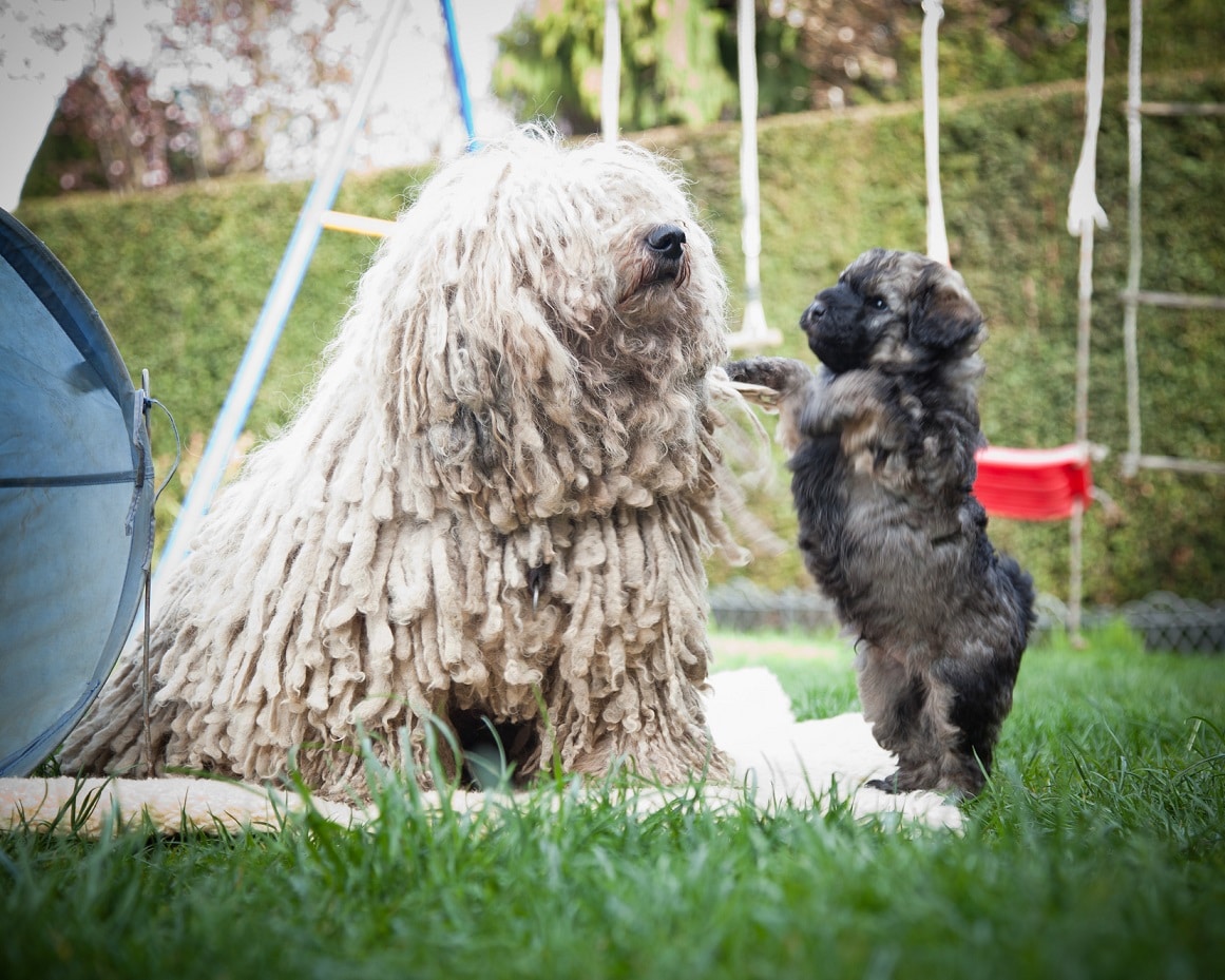 Puli Züchter von den zotteligen Gefährten Betty mit Welpe