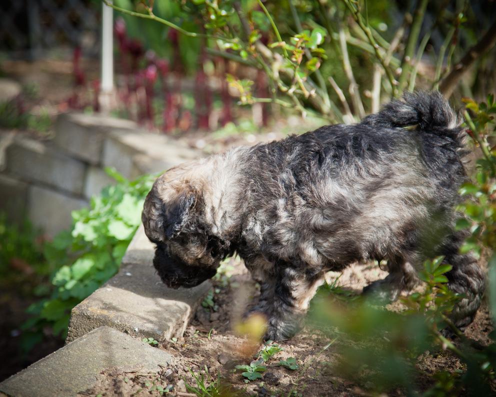 Züchter von den zotteligen Gefährten Duke im Garten