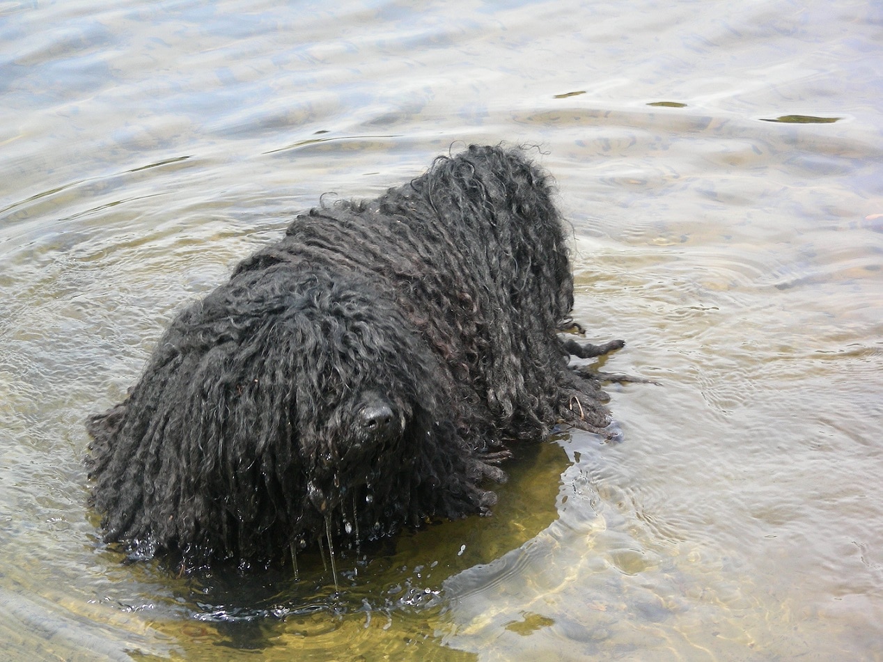 Züchter von den zotteligen Gefährten Ficko im Wasser