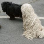 Puli Frühlingswanderung