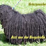 Puli Klubsieger Zuchtschau in Lautertal Veteranen
