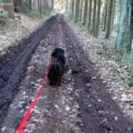 Puli Winterwanderung in Witten Bild 4