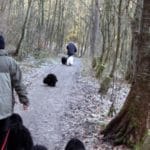 Puli Winterwanderung in Witten Bild 5