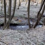 Puli Winterwanderung in Witten Bild 7