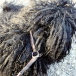 Puli Winterwanderung in Witten Bild 3