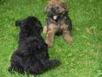 Puli Freunde mit spielenden Welpen