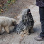 Weihnachtsfeier in Bochum Betty´s Freund 2