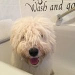 Puli baden