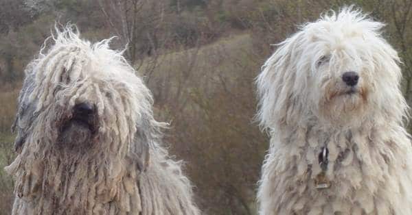 Frühlingswanderung der Landesgruppe Mitte in Gau Algesheim 20