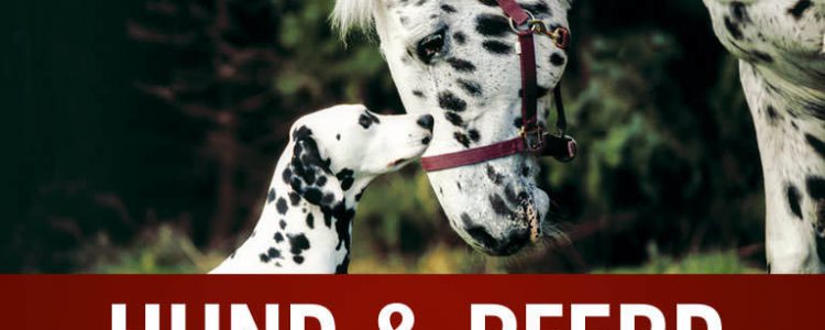 Bundessieger + Internationale Ausstellung Dortmund