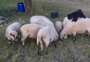 Hongaarse herdershond Puli bij het schapendrijven