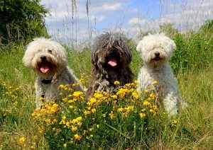 Einladung der LG Ost nach Pichelswerder @ Hundeauslaufgebiet Pichelswerder | Berlin | Berlin | Deutschland