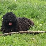 Stud dog Edward with big stick
