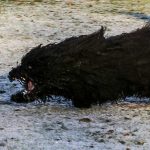 dekreu Edgar Fang gele frisbee