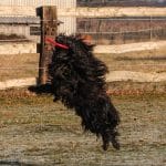 dekreu Edgar rode frisbee uitsnijding