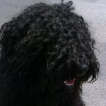 Stud dog Edward Kopf