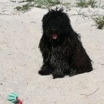 Stud dog Edward on the beach