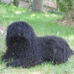 Stud dog Edward in the grass