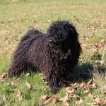 Stud dog Edward in foliage