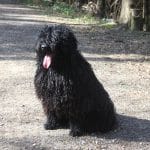 Stud dog Edward in summer