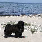 Stud dog Edward on vacation