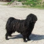 Stud dog Edward with short coat